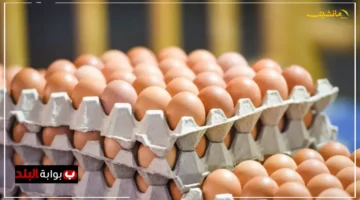 تحديث جديد.. أسعار كرتونة البيض في مصر اليوم هكذا تحسب ثمن البيضة الواحدة بكل سهولة 1